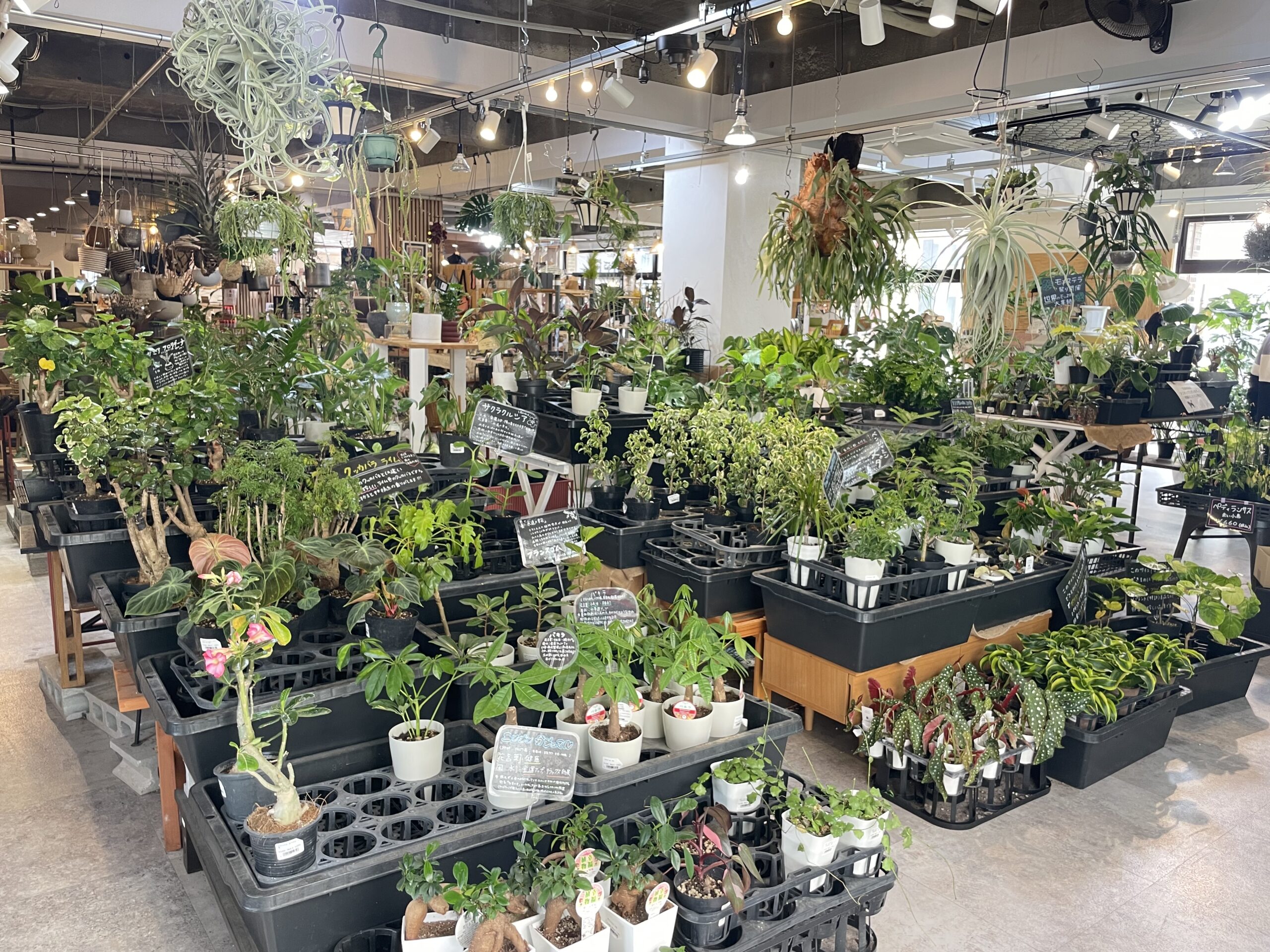 オンラインショップオープンのお知らせ