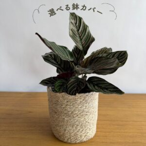 カラテア