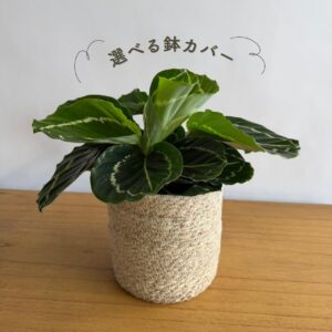 カラテア
