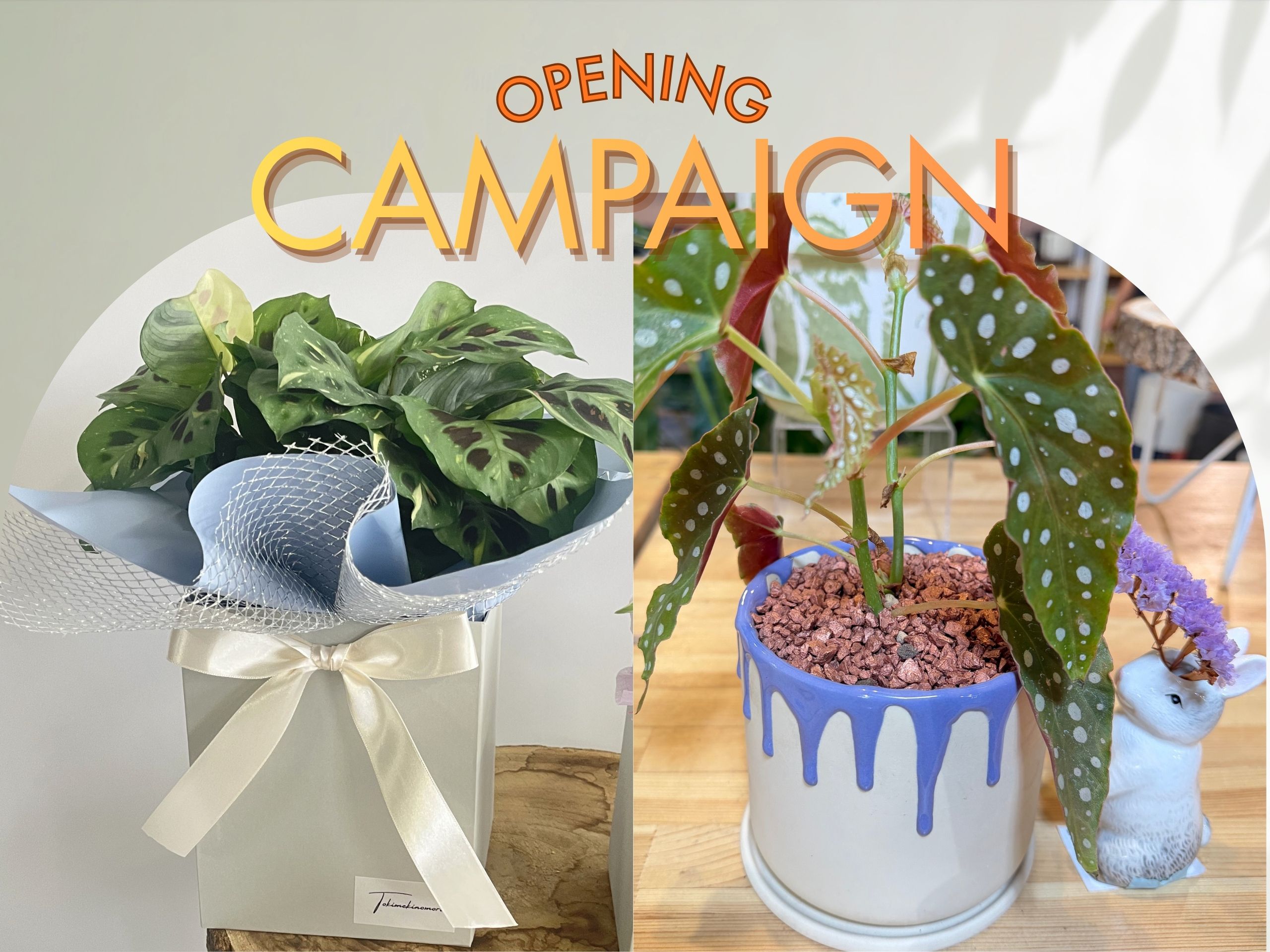 オンラインショップオープン記念！ときめく２大特典！