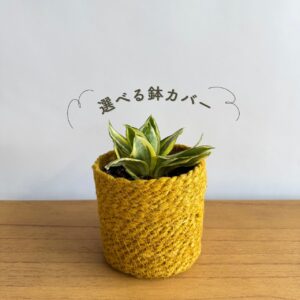 サンスベリアハニー トキメキの森