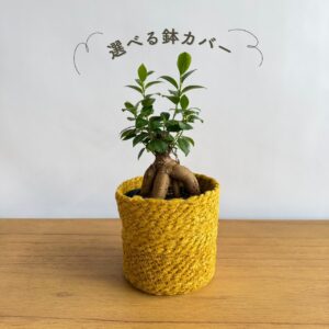 ガジュマル 4号