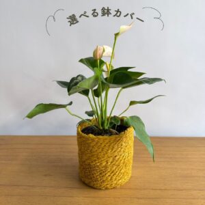 アンスリウム ピンク