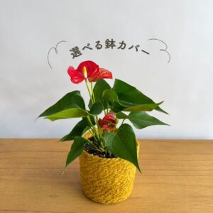 アンスリウムレッド トキメキの森
