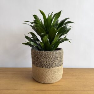ドラセナコンパクター トキメキの森