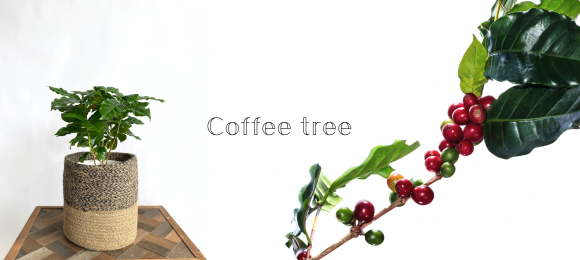 コーヒーの木
