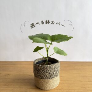 フィカス・ウンベラータ