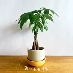 パキラ 5号size