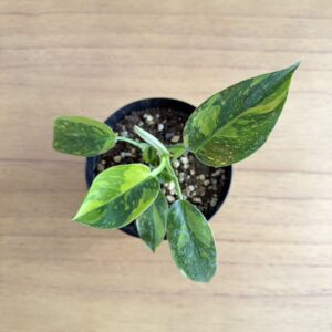 グリーンコンゴ 斑入り