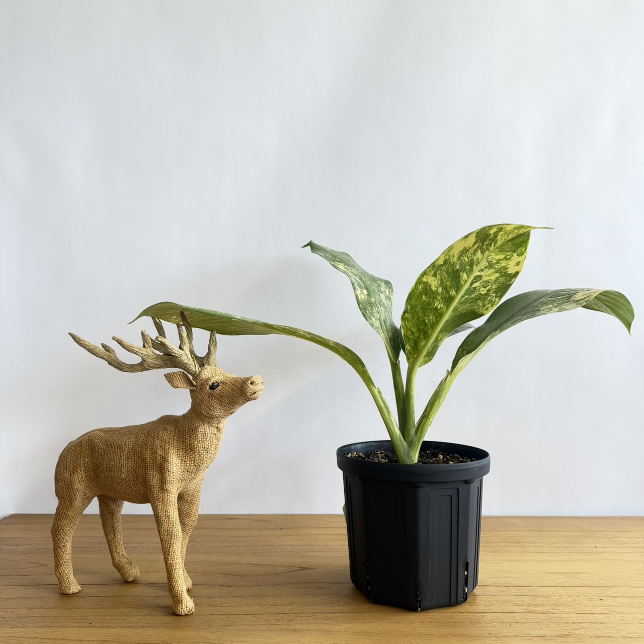 ディフェンバキア セッチウィルソン バリエガータ 6号size ￥12,000
