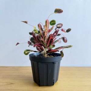クロトン　ソイトーンカム　５号size