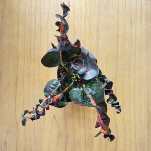 クロトン prang thip 5号size | TOKIMEKI GREEN