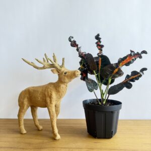 クロトン prang thip 5号size | TOKIMEKI GREEN