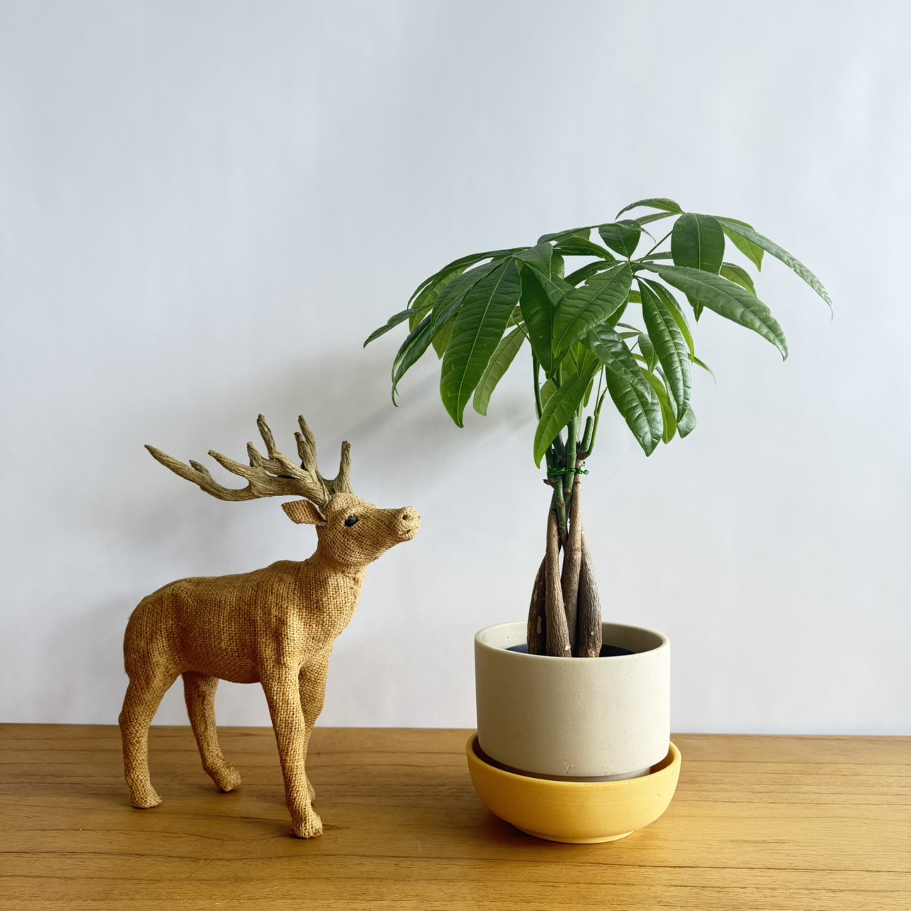 初心者でも簡単！育てやすい観葉植物特集