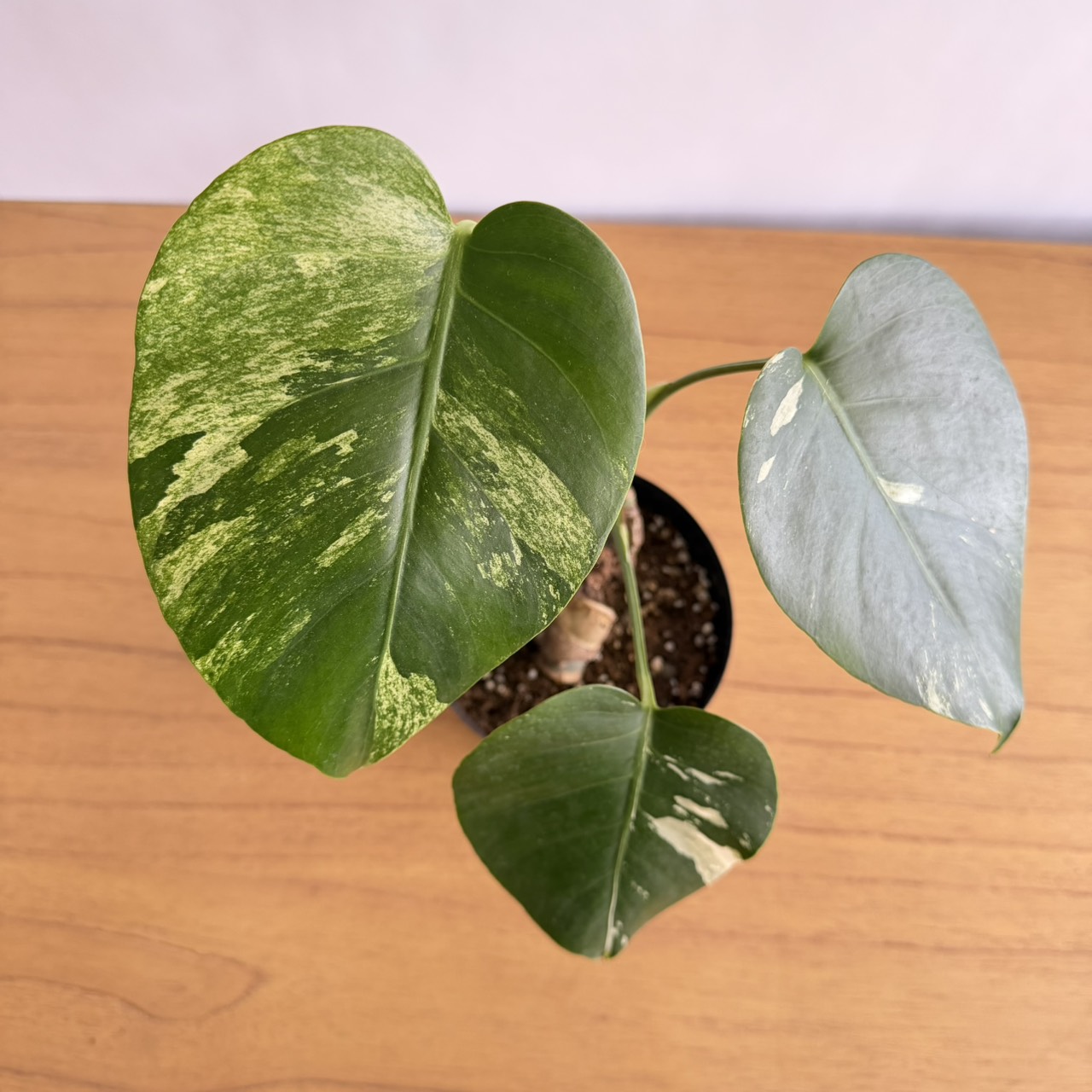 希少価値のある観葉植物たち