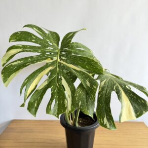 モンステラ タイコンストレーション　８号size