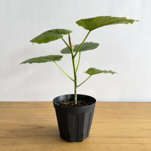 フィカス　ウンベラータ　４号size