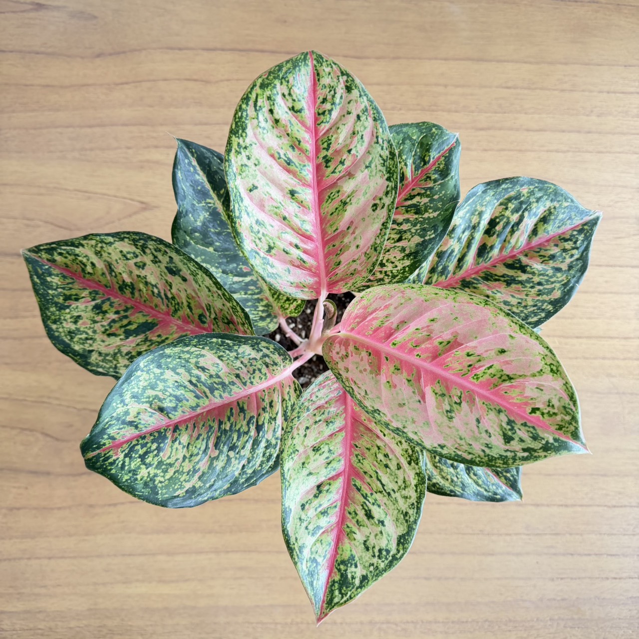 空間をアートに変える、美しい観葉植物