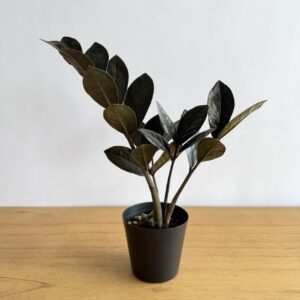 ザミオクルカス レイヴン 4号size