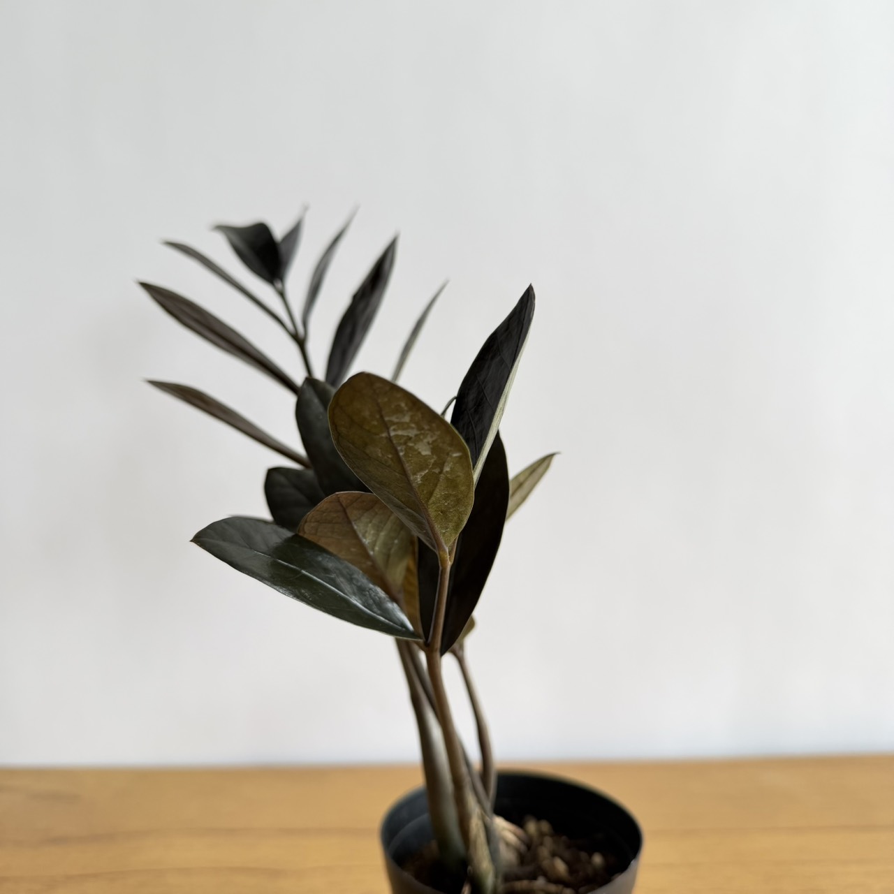 S__21954672_0