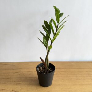 ザミオクルカス カメレオン 3号size