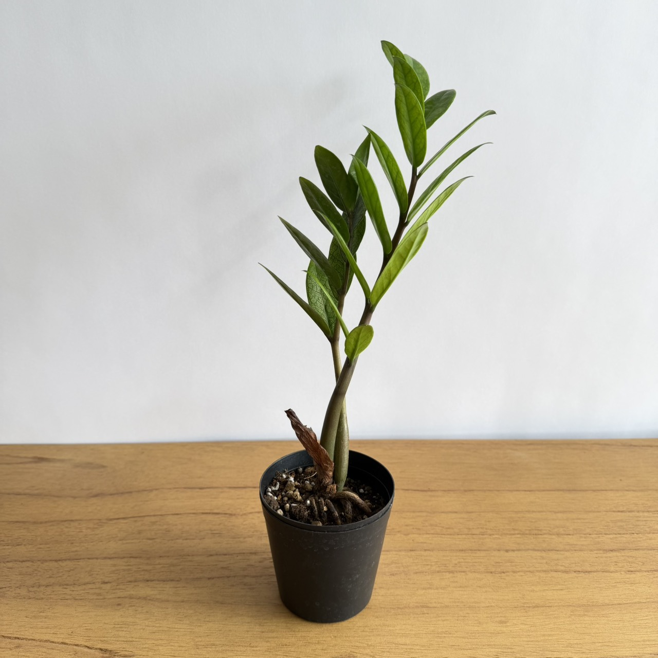 希少価値のある珍しい観葉植物