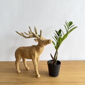 ザミオクルカス カメレオン 3号size ￥4,200- | TOKIMEKI GREEN