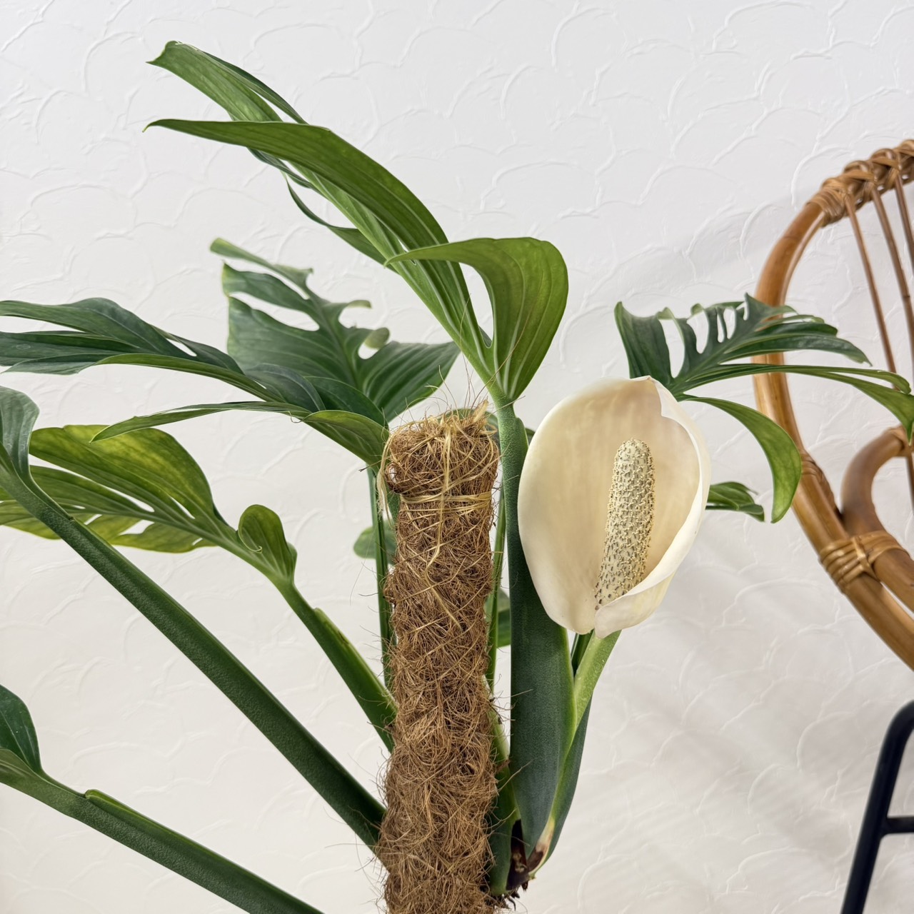 希少価値のある珍しい観葉植物