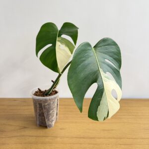 モンステラ　アルボ　４号size