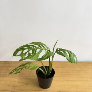 モンステラ　エスケレート　４号size