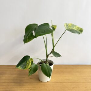 モンステラ オーレア 4号size