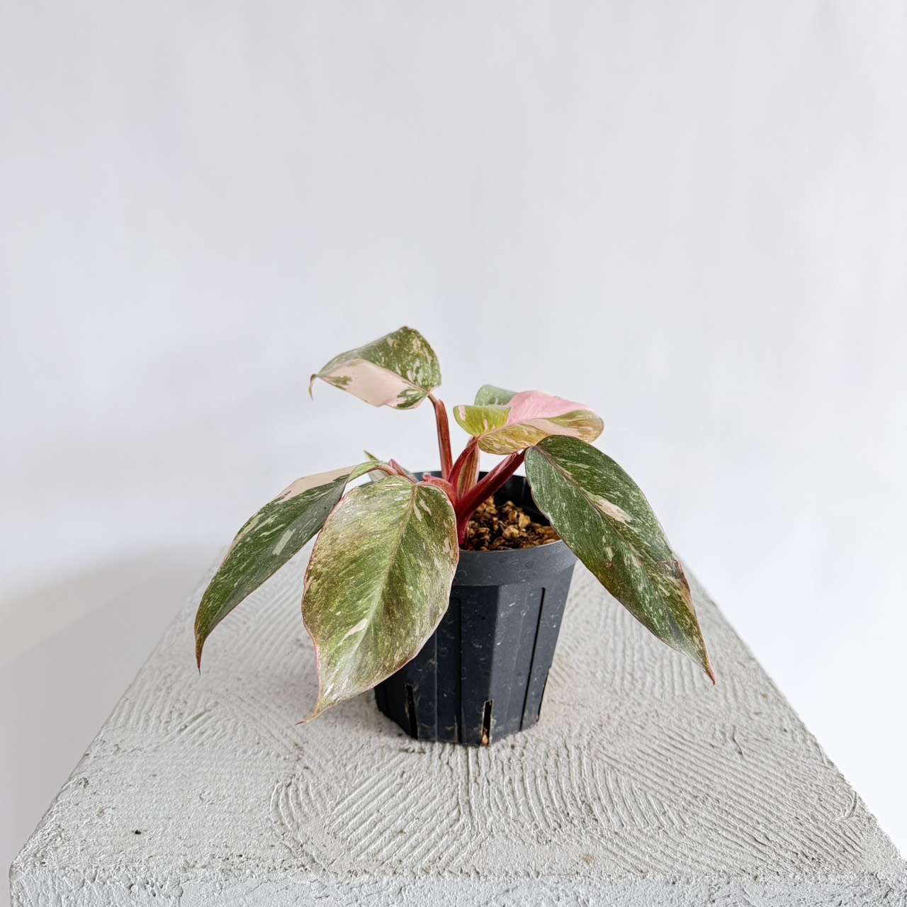 S__23150636_0