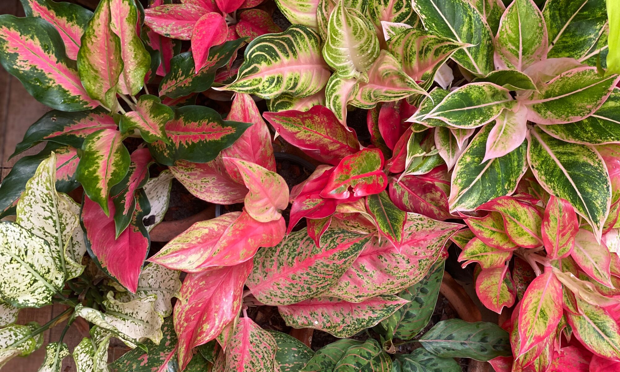 美しすぎる観葉植物特集