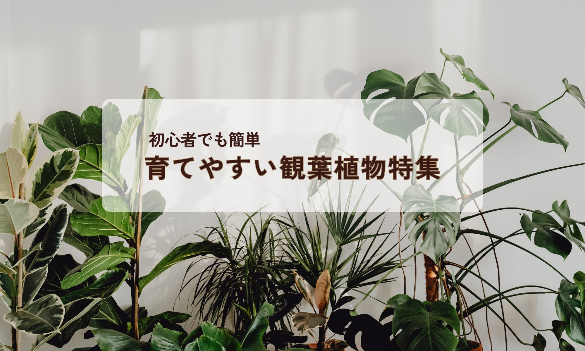 初心者でも育てやすい観葉植物特集