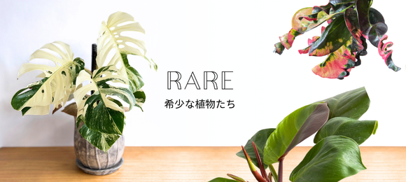 RARE［希少な植物］