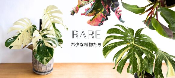 希少な植物