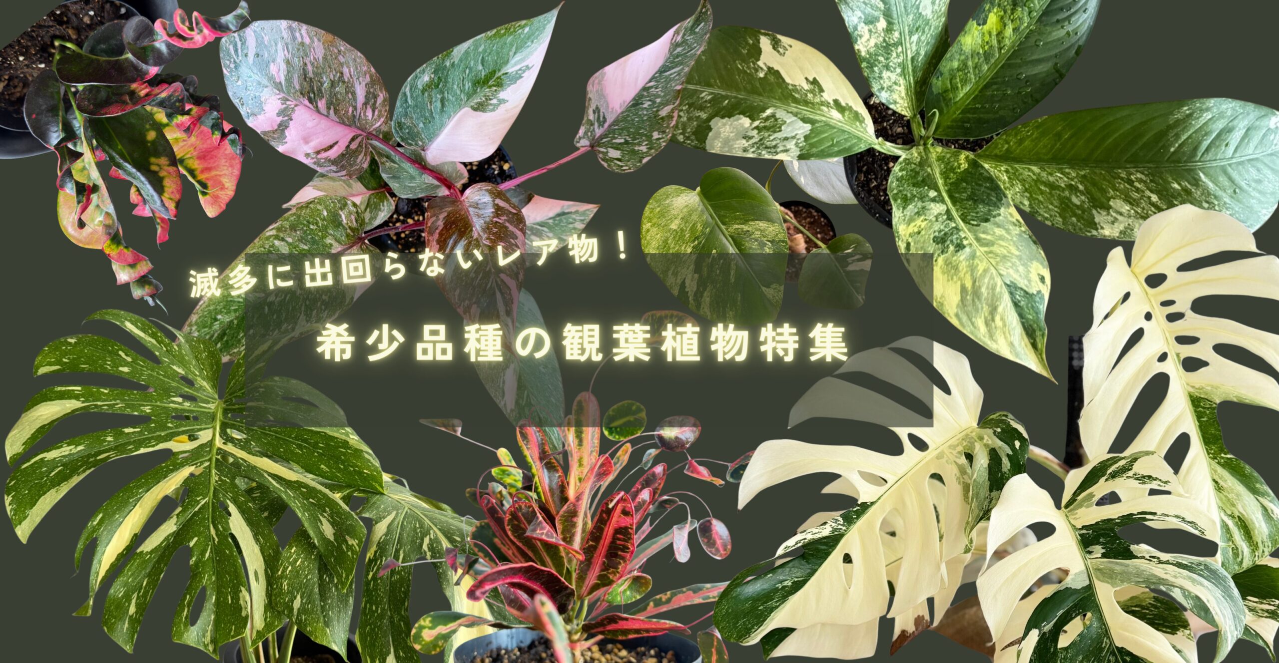 希少価値のある観葉植物