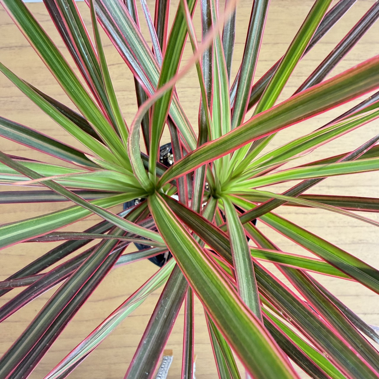 S__22126621_0