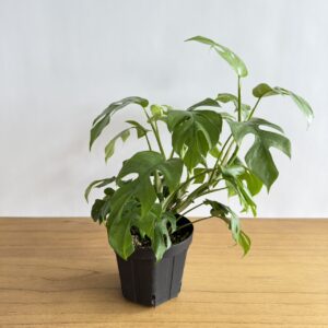 ヒメモンステラ　5号size