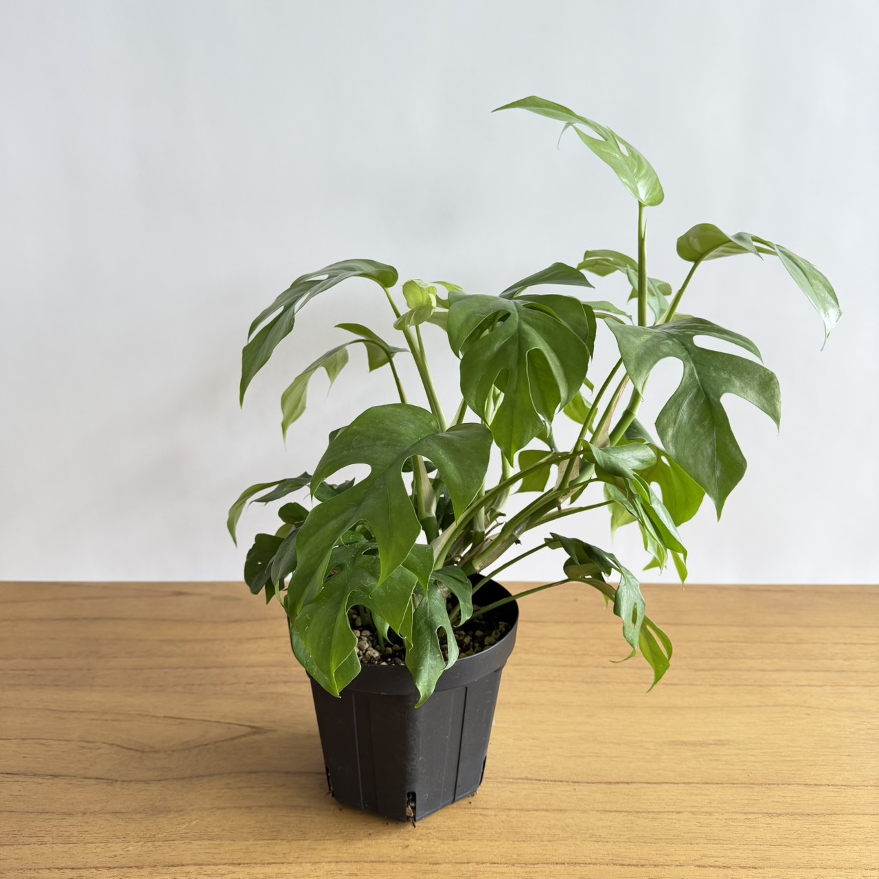 S__22192155_0 ヒメモンステラ 5号size