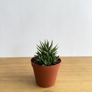 ハオルチア　アテヌアータ　グリーン　3号size