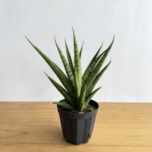 サンスベリア　タイハイブリッド　4号size