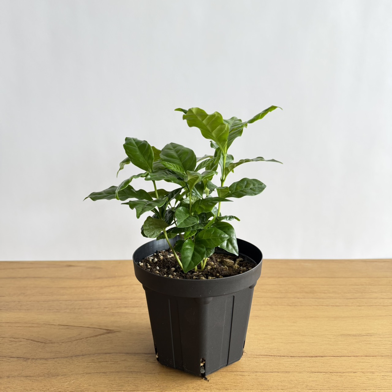 S__22208575_0 コーヒーの木 5号size