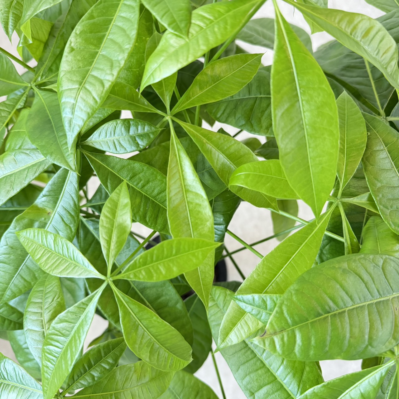 S__22257690_0