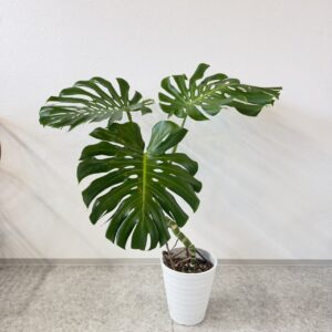 モンステラ　デリシオーサ　8号size