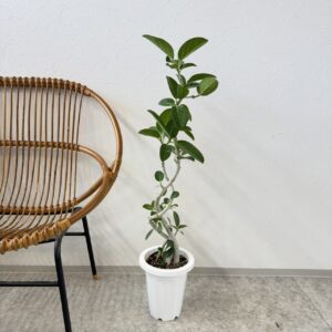 フィカス ベンガレンシス 7号size