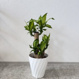 幸福の木　7号size