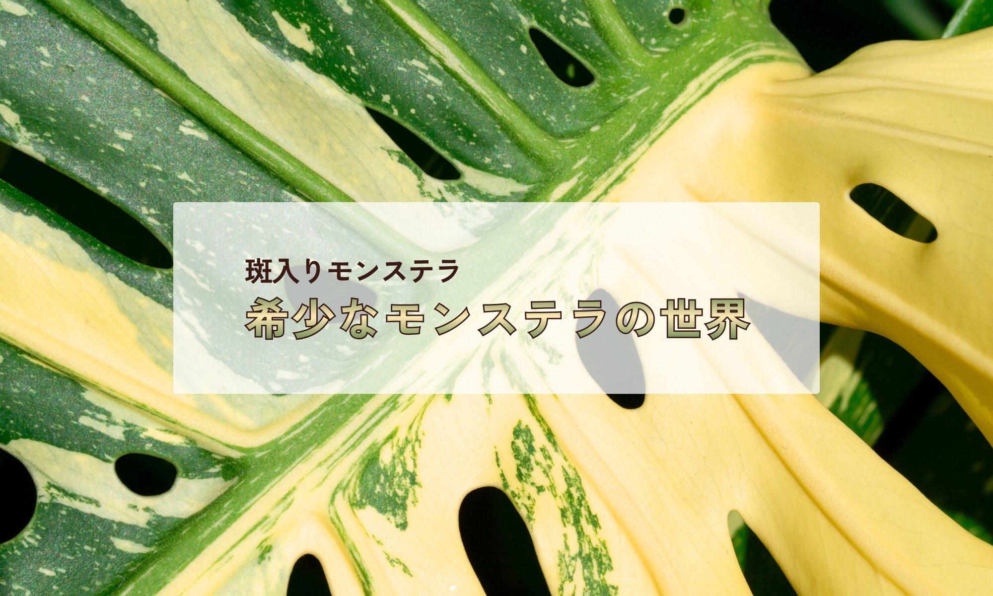 希少なモンステラの世界『斑入りモンステラ』 | TOKIMEKI GREEN