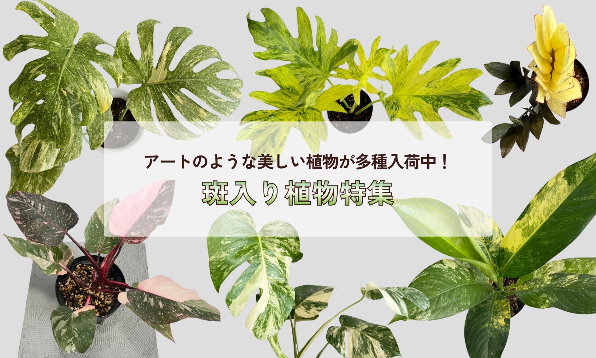 『斑入り植物特集』アートのような美しい植物が入荷中！