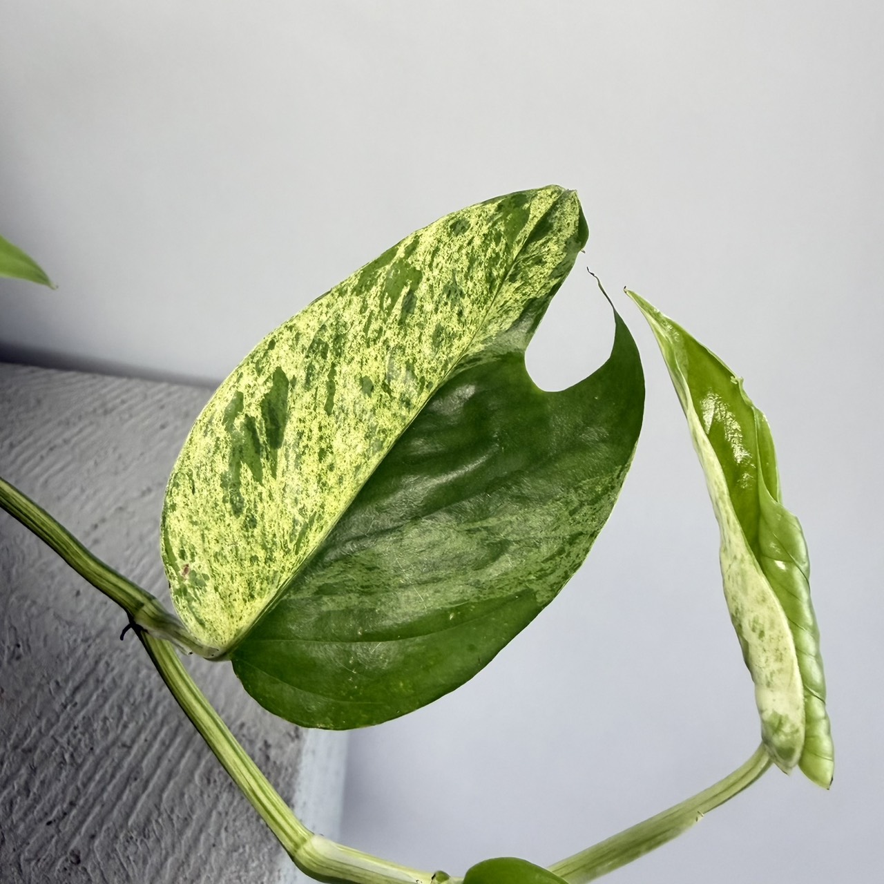 S__22478854_0